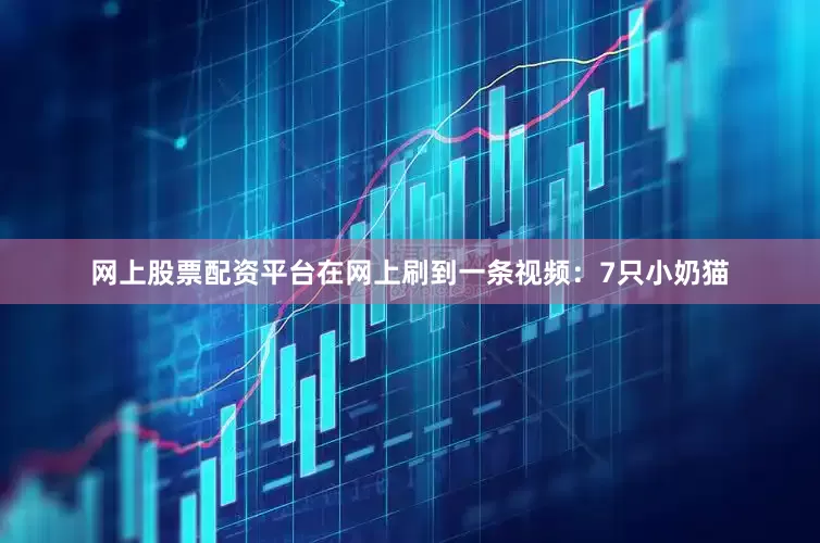 网上股票配资平台在网上刷到一条视频：7只小奶猫